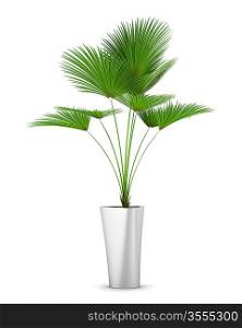 palm tree in pot isolated on white background
