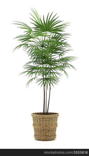 palm tree in pot isolated on white background