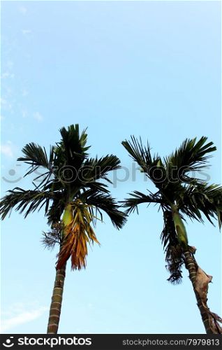 palm tree in rural Vietnam