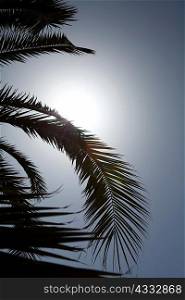 Palm tree in sunlight
