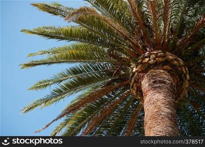 palm tree in the beach