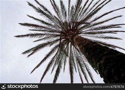 palm tree in the nature