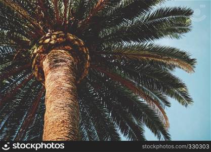 palm tree in the park