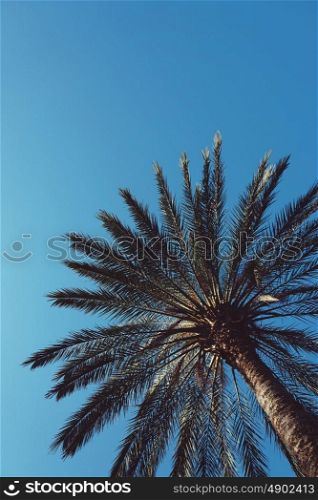 palm tree in the park