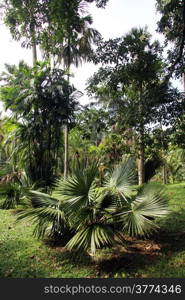 Palm tree in the royal botanical garden Peradeniya near Kandy, Sri Lanka