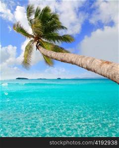 Palm tree in tropical perfect beach at Ibiza Formentera