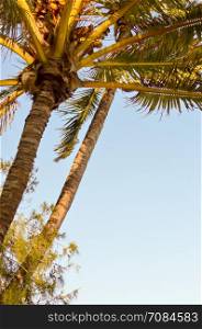 Palm tree isolate in a blue sky in Mombasa, Kenya