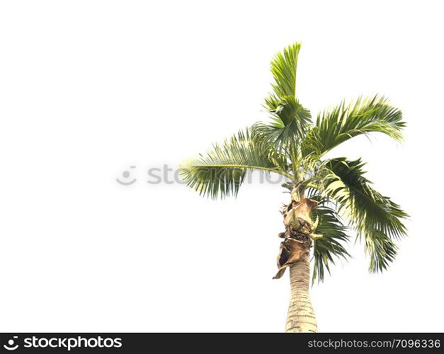 Palm tree isolated on white background with copy space.