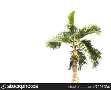 Palm tree isolated on white background with copy space.