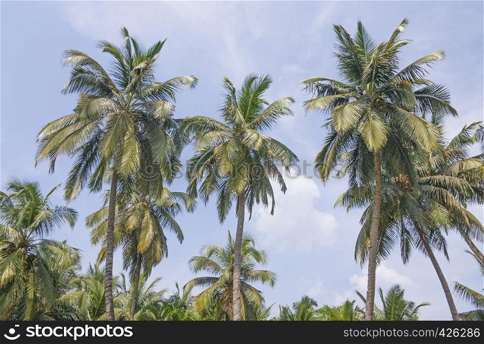 Palm tree landscape against the background of the sky