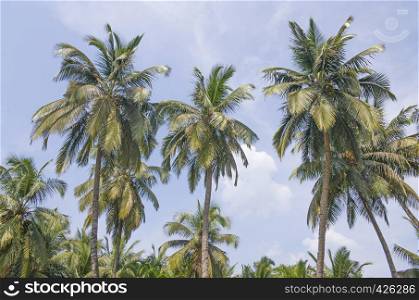 Palm tree landscape against the background of the sky