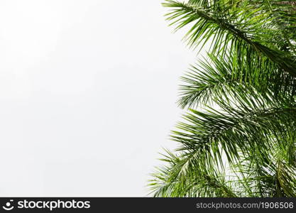 palm tree leaves against white background. High resolution photo. palm tree leaves against white background. High quality photo