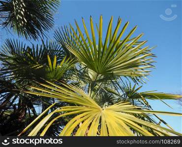 palm tree leaves background. palm tree (Arecaceae) tree leaves useful as a background