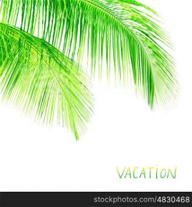 Palm tree leaves border, fresh green exotic foliage isolated on white background, element of tropical nature, copy space, summer vacation concept