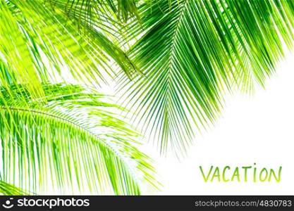 Palm tree leaves border isolated on white background, studio shot, copy space, tropical nature, summer vacation and holidays concept