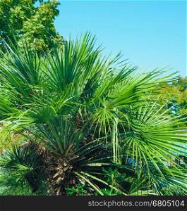 Palm tree leaves. Detail of Palm tree (Arecaceae) tree leaves