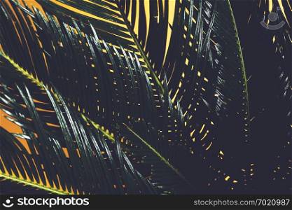 Palm tree leaves in a close-up on yellow background. Cycas revolutas, tropical plant.. Palm tree leaves in a close-up on yellow background