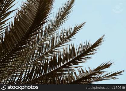 palm tree leaves in springtime