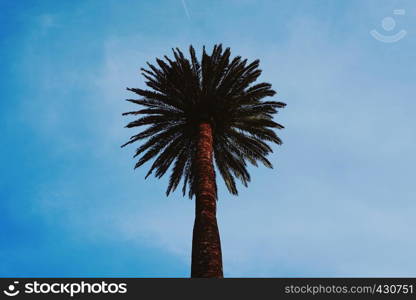 palm tree leaves in springtime