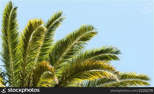 palm tree leaves outdoors sun