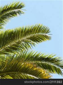 palm tree leaves outside sun