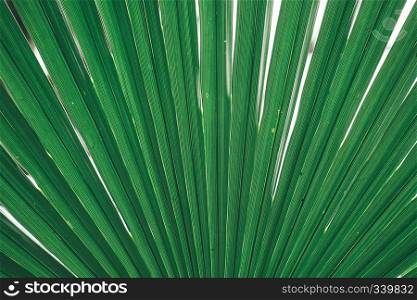 palm tree leaves texture 