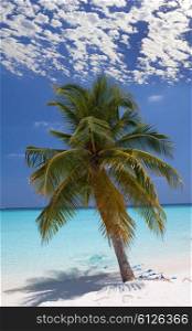 Palm tree on a sandy beach at the cyan sea. Maldives.