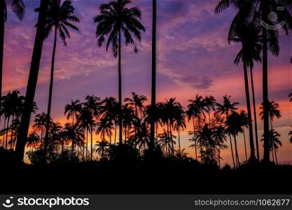 Palm tree on beach at sky with the silhouette background.