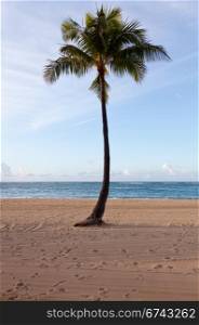 Palm tree on beach in Waikiki in Hawaii