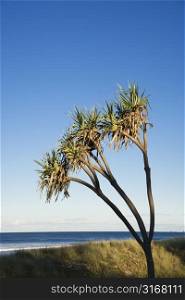 Palm tree on beach on Surfers Paradise, Australia.