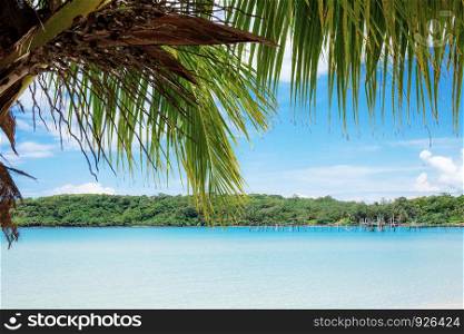 Palm tree on beach with the blue sky.
