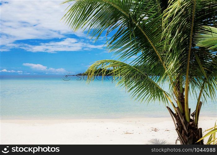 Palm tree on beach with the blue sky in summer.
