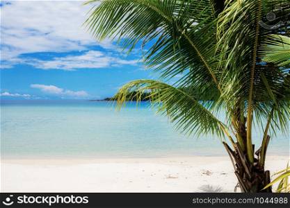 Palm tree on beach with the blue sky in summer.