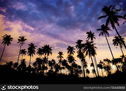 Palm tree on beach with the silhouette at sky in summer.