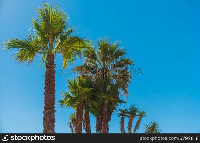 Palm tree on blue sky