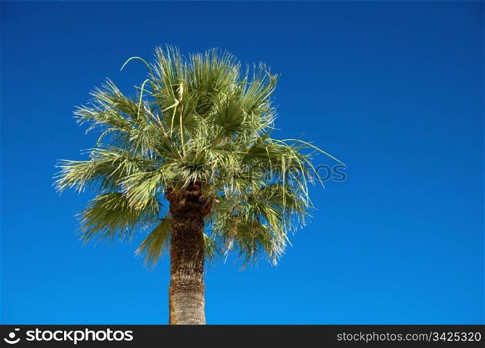 Palm tree on blue sky with copy space
