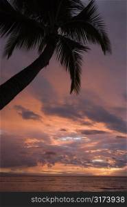 Palm tree on coast silhouetted against glowing sunset in Maui Hawaii.