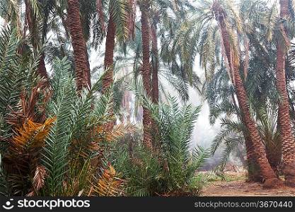 Palm-tree on Hawaii