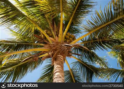 Palm tree on Little Cayman