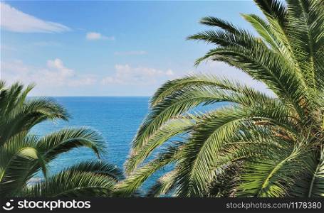 palm tree on sea and blue sky background