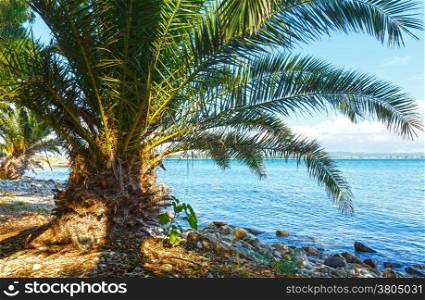 Palm tree on summer beach (Lefkada, Greece)