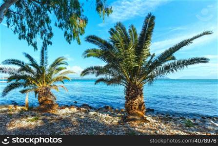 Palm tree on summer stony beach (Lefkada, Greece)