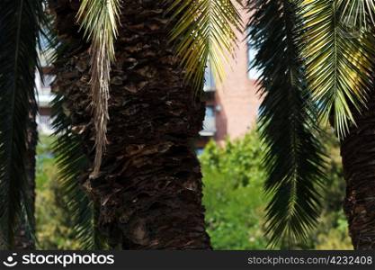 palm tree on the backgroundAsouthern blue sky