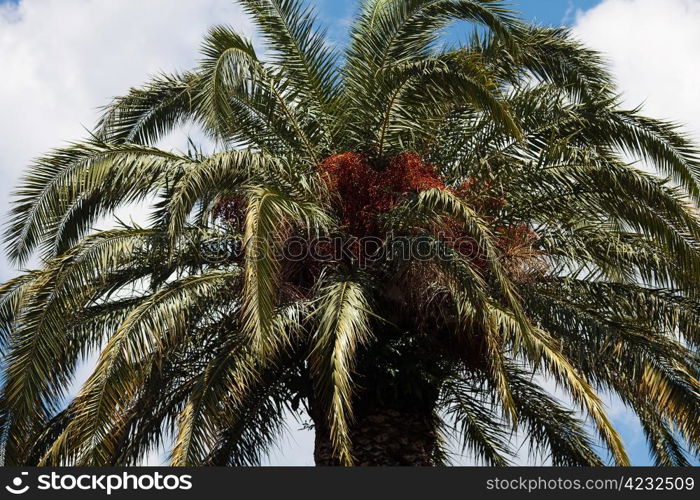 palm tree on the backgroundAsouthern blue sky