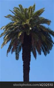 palm tree on the backgroundAsouthern blue sky
