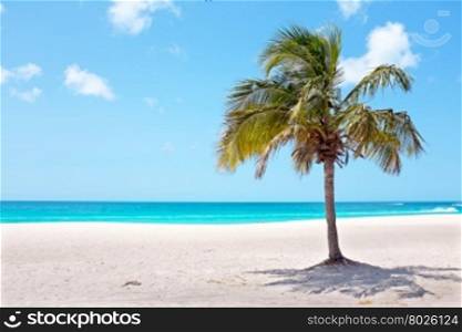 Palm tree on the beach at Palm Beach on Aruba island in the Caribbean