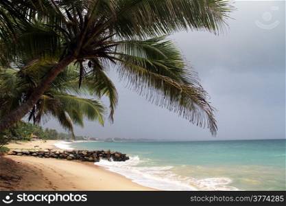 Palm tree on the beach in Tangalle, Sri Lanka