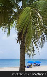 Palm tree on the beach, Luquillo Beach, Puerto Rico
