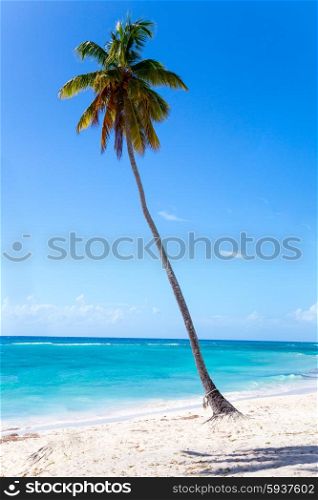 Palm tree on the beach of Isla Saona. Palm tree on the beach of Isla Saona.