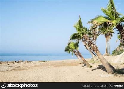 Palm tree on the beach. Sea and blue sky.